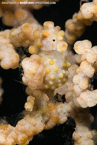 pygmy seahorse bargabanti Malapascua Philippines