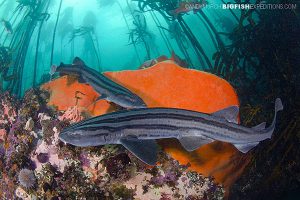 pyjama catsharks