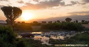 Uganda Safari and Gorilla Trekking