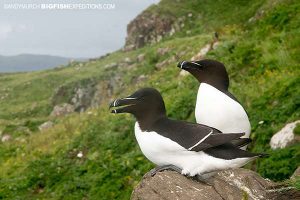 Razorbills on the Isle of Lunga