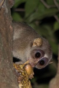 red slender loris in Sri Lanka