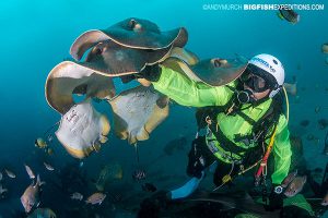 A diver with lots of red stingrays