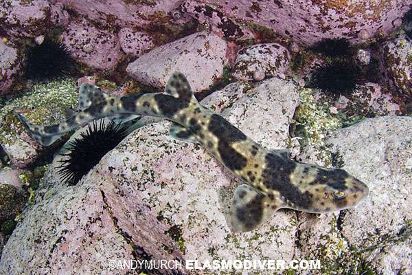 Redspotted Catshark