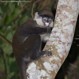 Redtail monkey trekking