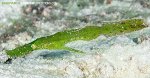 Robust ghost pipefish muck diving in the Philippines