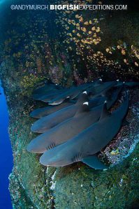 Whitetip reef sharks on a ledge