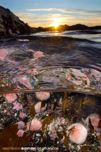 Scuba diving on a beautiful reef in Rorvik, Norway.