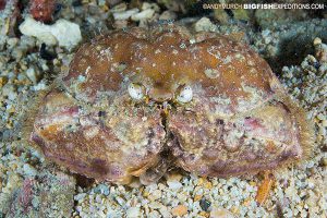 Rough box crab in Malapascua