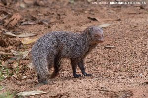 Ruddy Mongoose Sri Lanka Safari