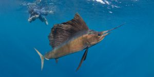 Sailfish Shorkeling