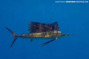 Sailfish diving