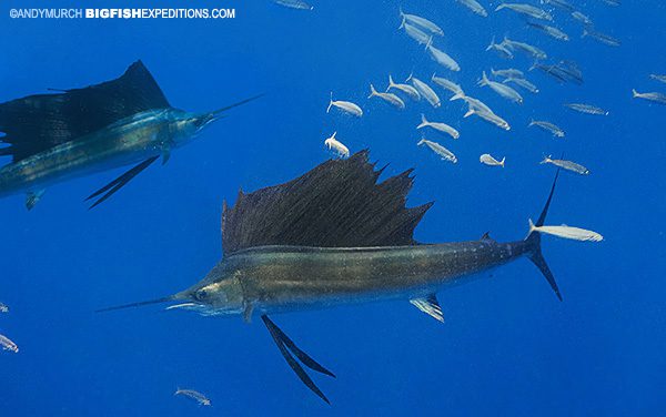 Dive with sailfish