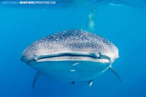 A whale shark on our sailfish diving trip