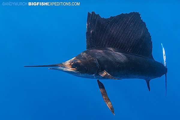 Sailfish diving in Mexico.