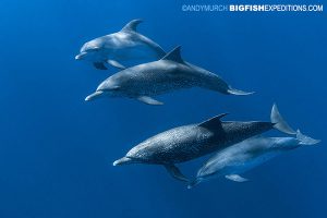 A pod of Atlantic spotted dolphins on our sailfish diving trip.