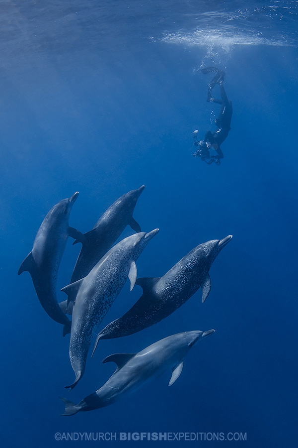 Snorkeling with Atlantic spotted dolphins