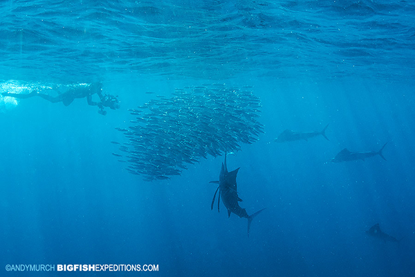 Sailfish with a bait ball