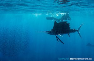 Snorkeling with sailfish