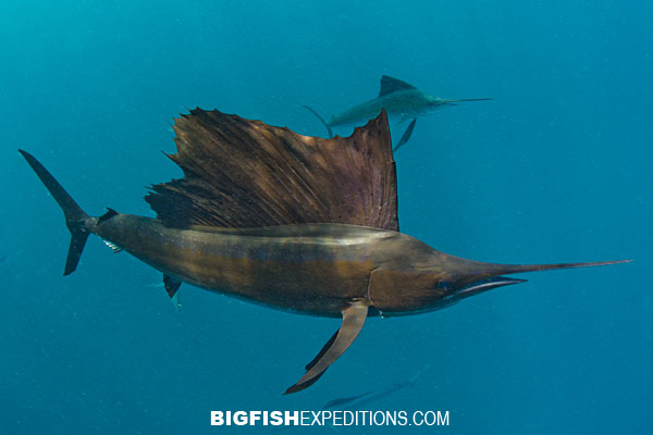 Sailfish