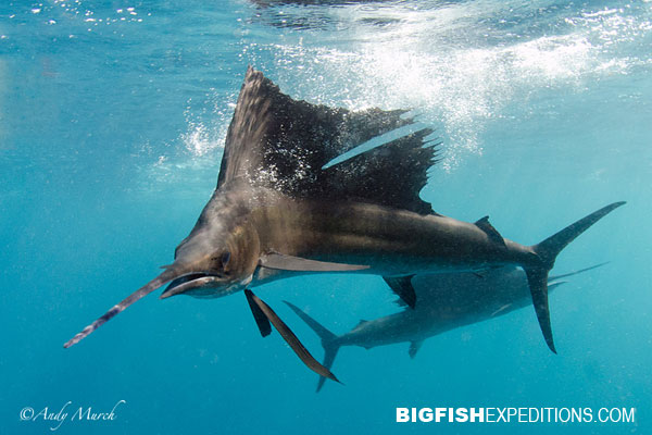 Sailfish Diving