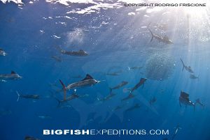 Sailfish Baitball Free Diving