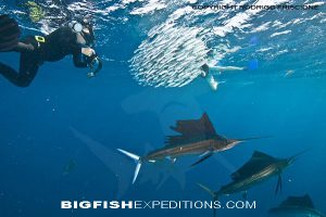 Sailfish Baitball Diving