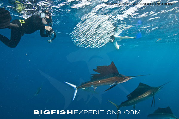 Sailfish Baitball Diving