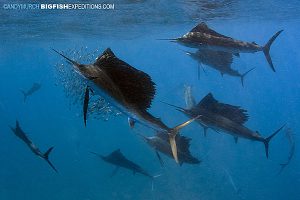 A large group of hunting sailfish