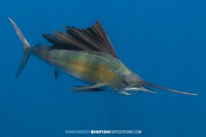 A sailfish in Isla Mujeres from this year's snorkeling adventure