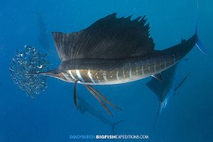 Sailfish baitball diving in Mexico