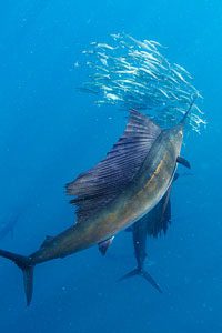 Sailfish swimming