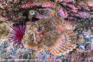 Red irish lord sculpin diving in Alaska