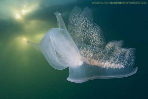 Hooded nudibranch