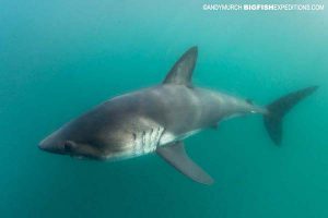 Salmon shark diving