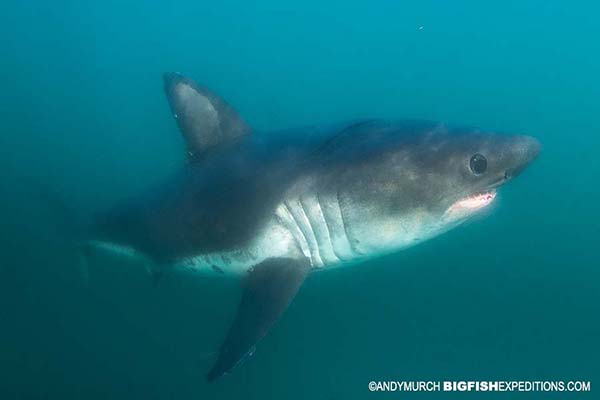 Close up of a salmon shark while snorkeling
