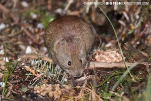 Red backed vole