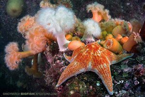 Beautiful reef in Alaska while diving