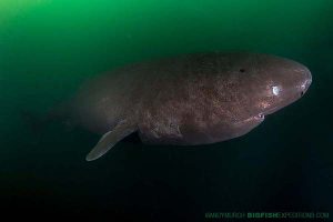 Pacific sleeper shark diving