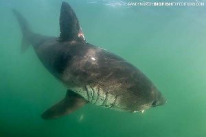 Salmon Shark Diving Expedition