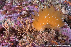 Orange nudibranch in Alaska during our salmon shark diving trip