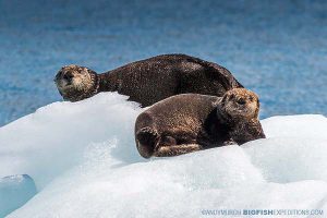 Sea otters on an iceburg in Alaska