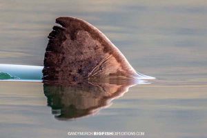 Salmon shark fin at the surface