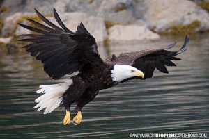 Bald eagle swooping to grab a fish on our salmon shark trip