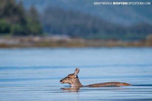 Sitka black-tail deer swimming across a bay in Alaska