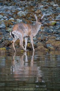 Sitka black tailed deer