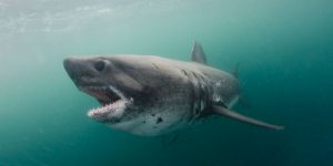 Salmon Shark Diving