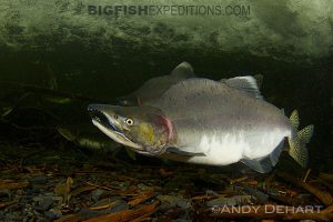 Salmon snorkeling in Prince William Sound