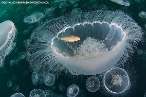 Moon jelly with oarfish
