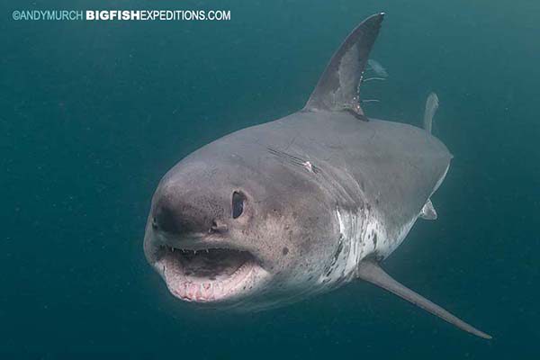 Diving with salmon sharks