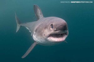 Head-on shot of a salmon shark